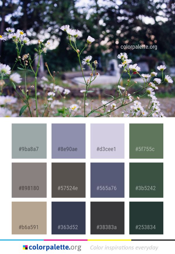 Flower Plant Flora Color Palette
