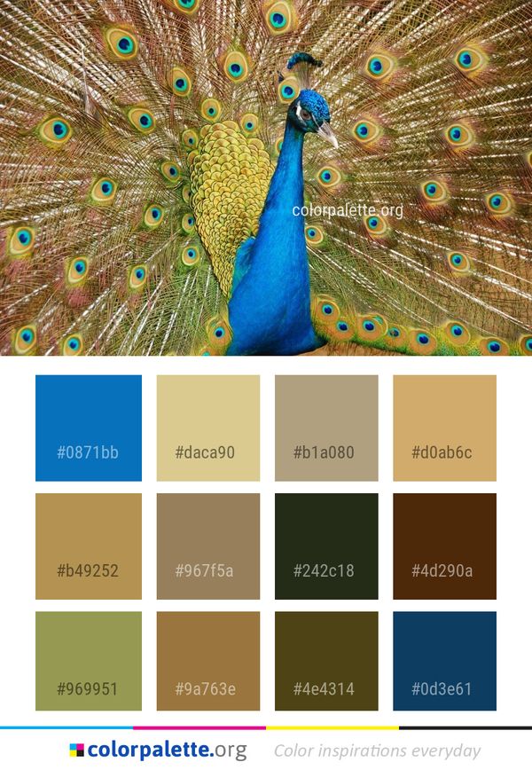 Peafowl Galliformes Fauna Color Palette