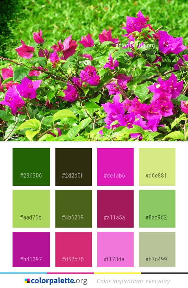 Plant Flower Pink Color Palette