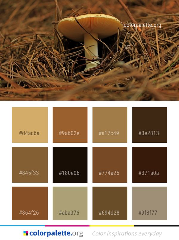 Bird Nest Fungus Color Palette