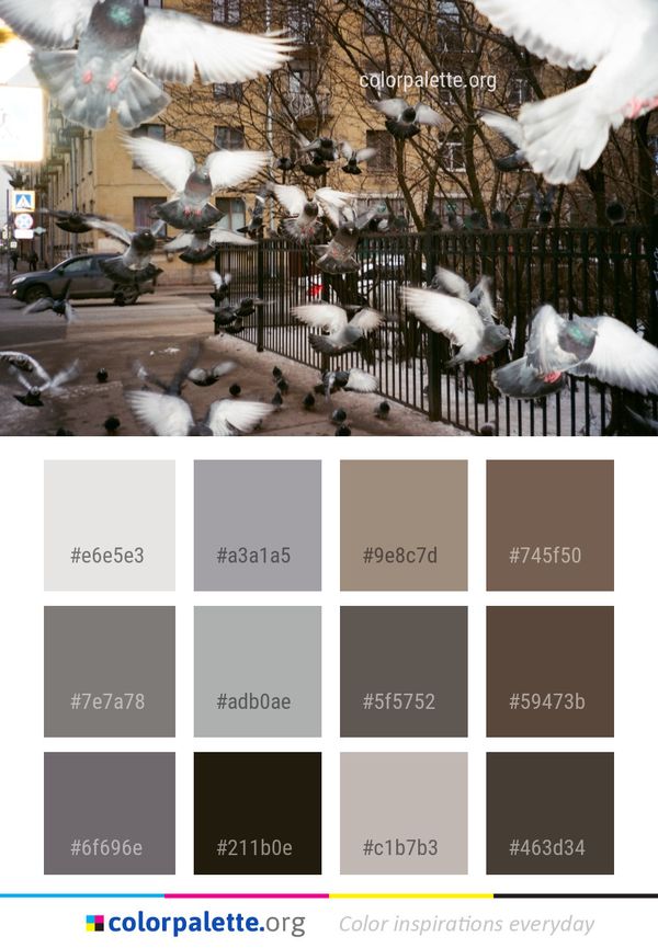 Bird Snow Pigeons And Doves Color Palette