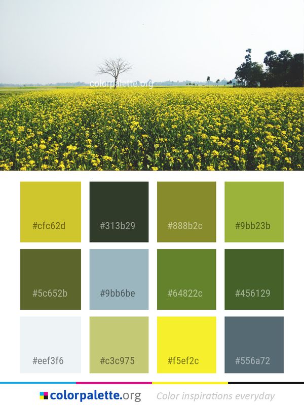Field Yellow Mustard Plant Color Palette