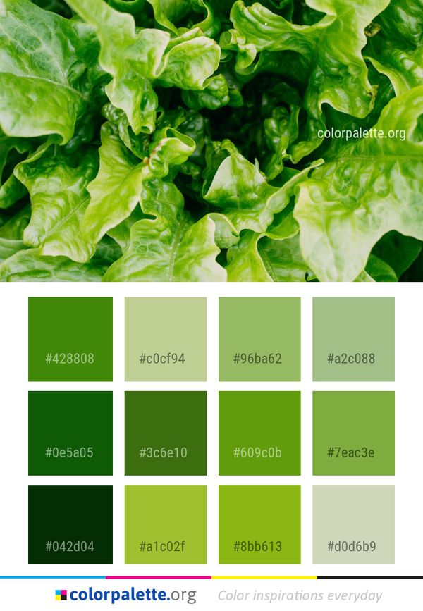 Leaf Vegetable Chard Color Palette