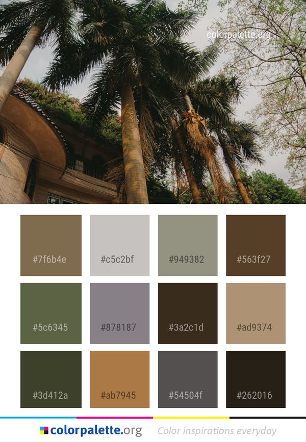 Tree Plant Arecales Color Palette