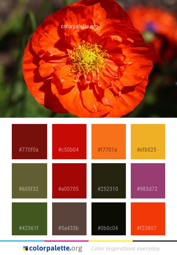 Flower Orange Wildflower Color Palette