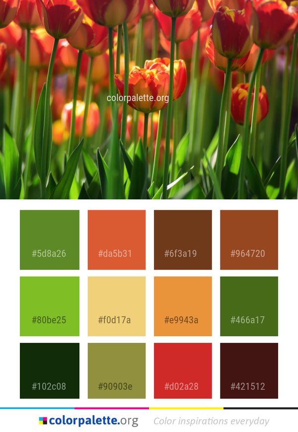 Flower Plant Flowering Color Palette