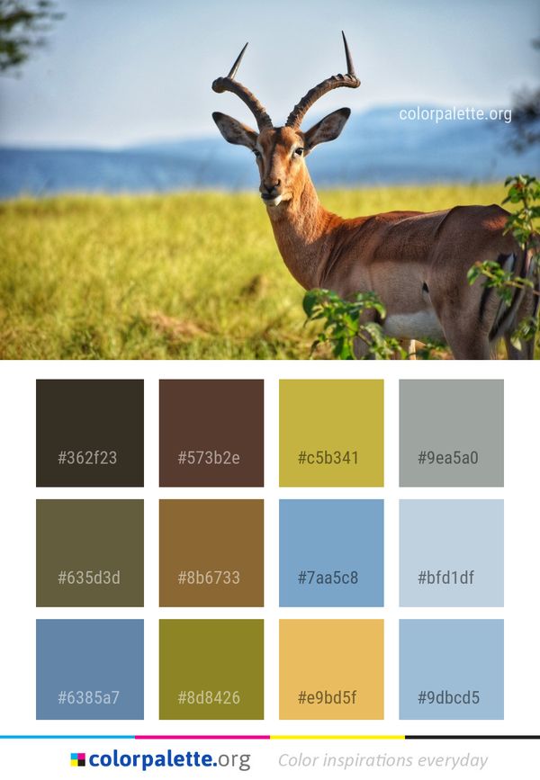 Wildlife Fauna Grassland Color Palette