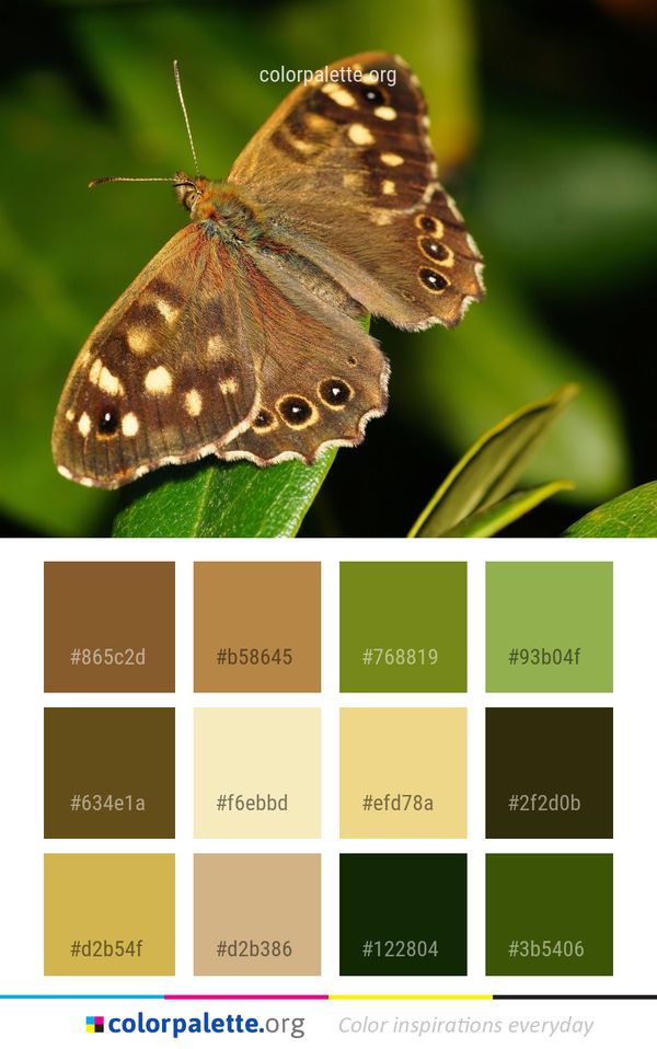 Butterfly Insect Moths And Butterflies Color Palette