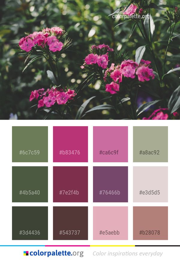 Flower Plant Pink Color Palette