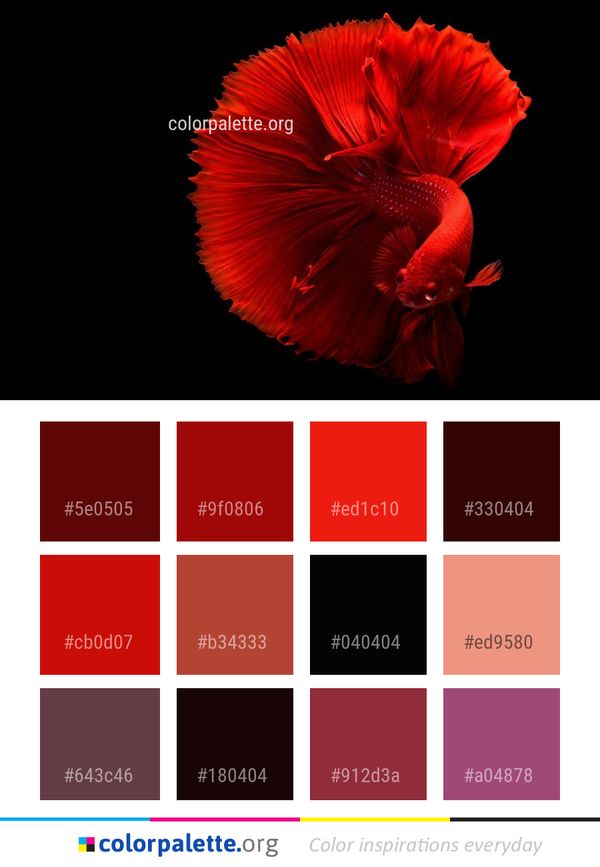 Flower Red Flowering Plant Color Palette