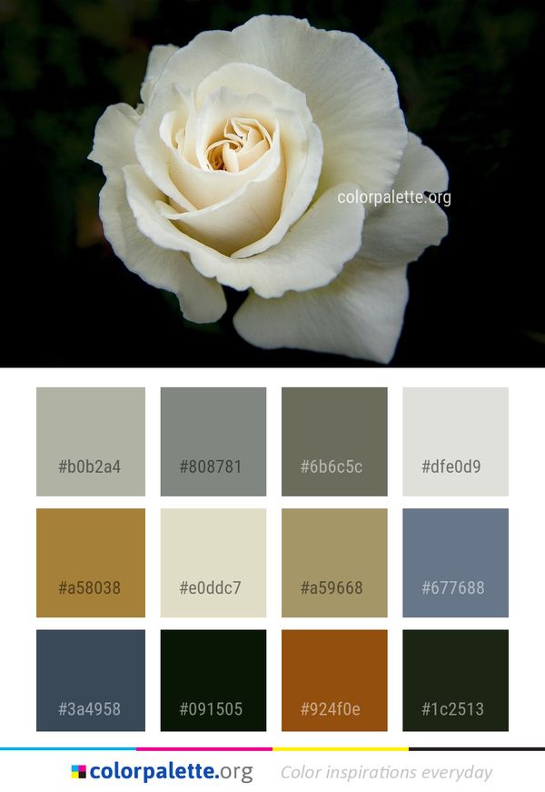 Flower Rose Family Color Palette