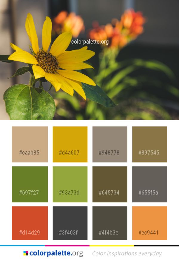 Flower Yellow Flora Color Palette