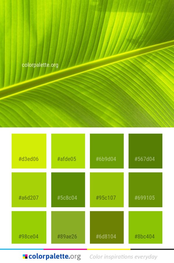 Leaf Green Banana Color Palette