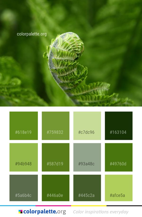 Leaf Plant Close Up Color Palette
