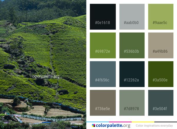 Vegetation Nature Green Color Palette