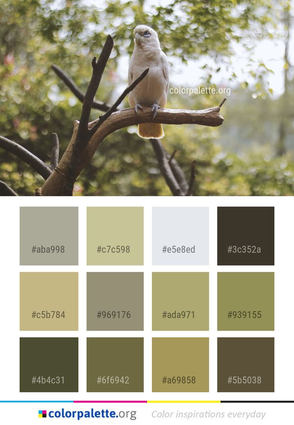 Bird Fauna Beak Color Palette