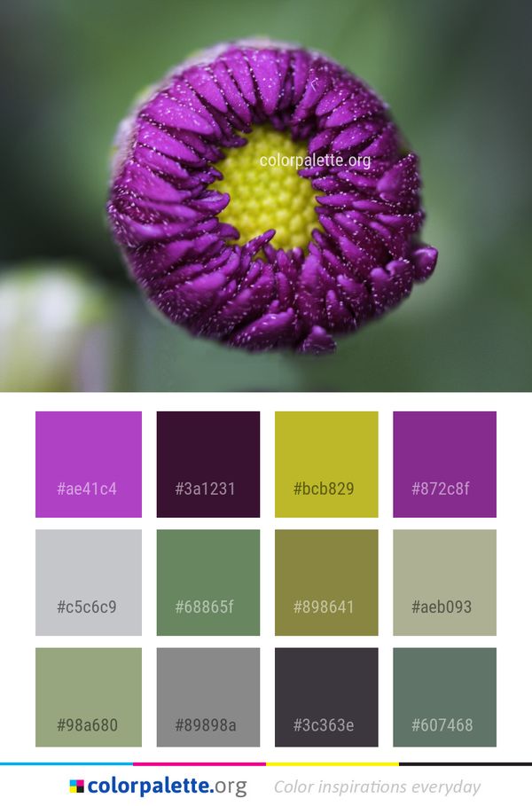 Flower Flora Macro Photography Color Palette