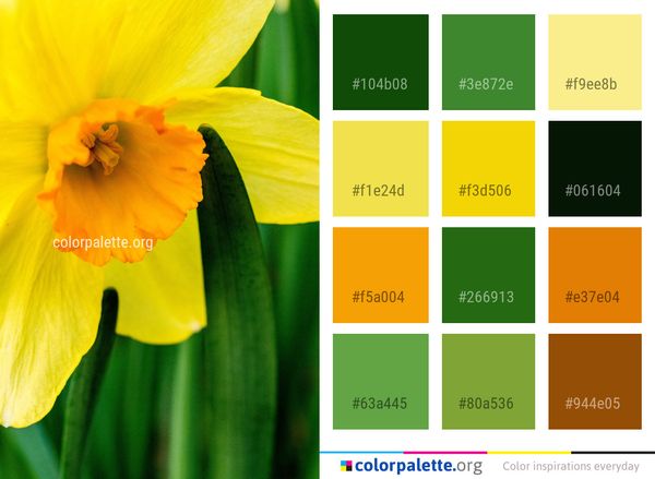 Flower Yellow Flora Color Palette