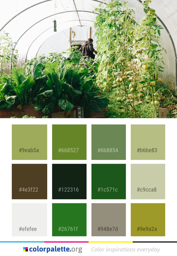 Plant Greenhouse Herb Color Palette