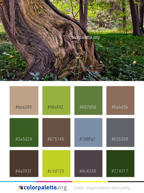 Tree Trunk Woodland Color Palette