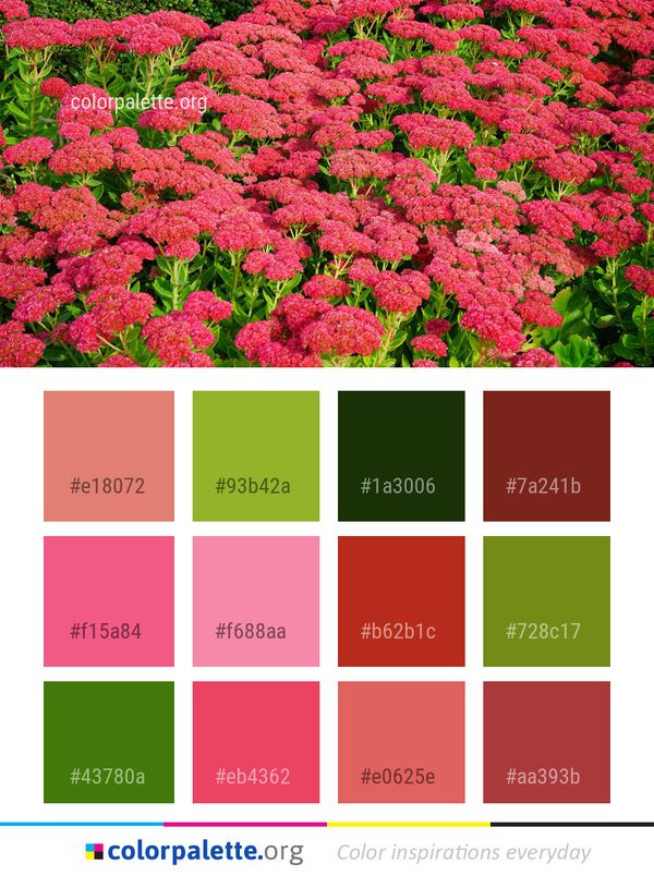 Flower Plant Flora Color Palette