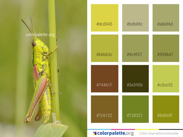 Insect Grasshopper Locust Color Palette