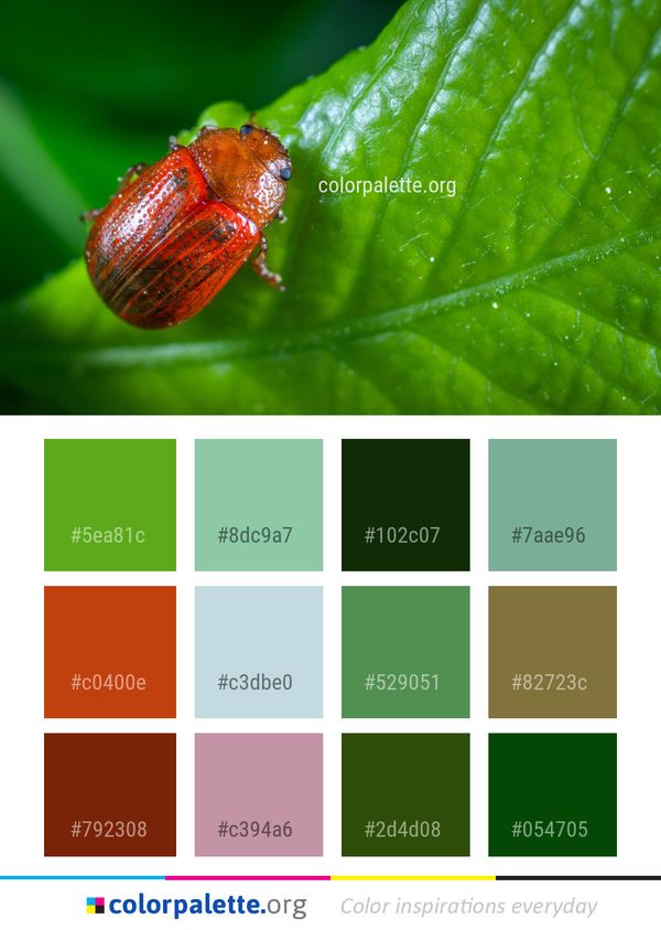 Insect Macro Photography Leaf Color Palette