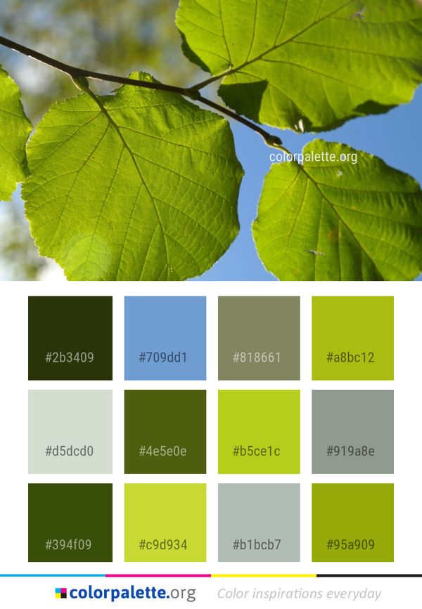 Leaf Deciduous Plant Color Palette