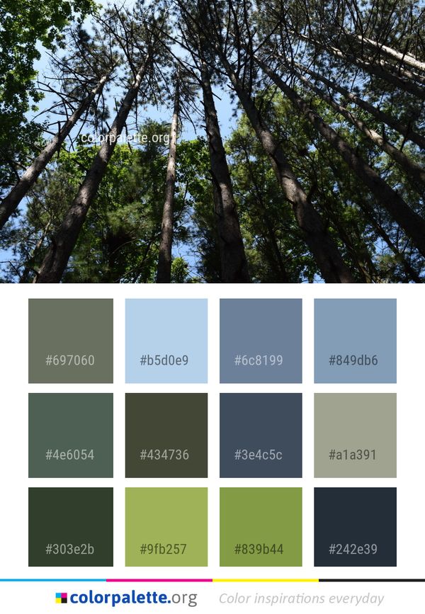 Tree Ecosystem Forest Color Palette