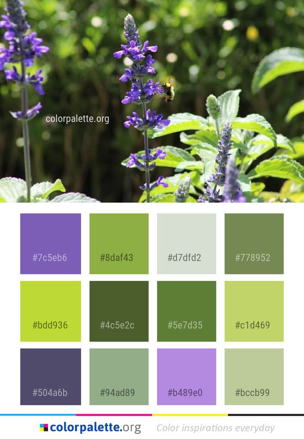 Plant Common Sage Flora Color Palette