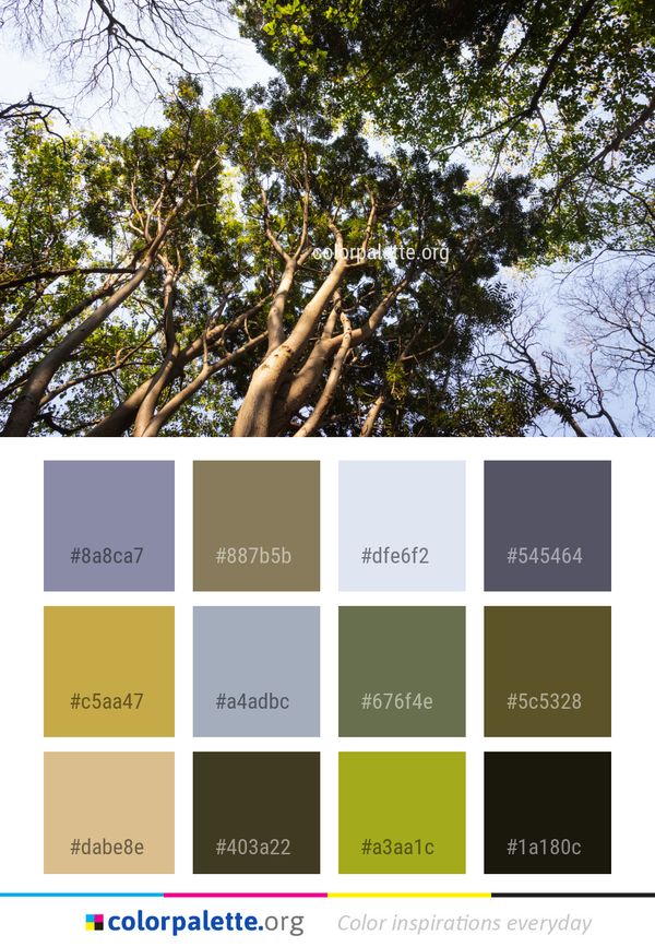 Tree Plant Woody Color Palette