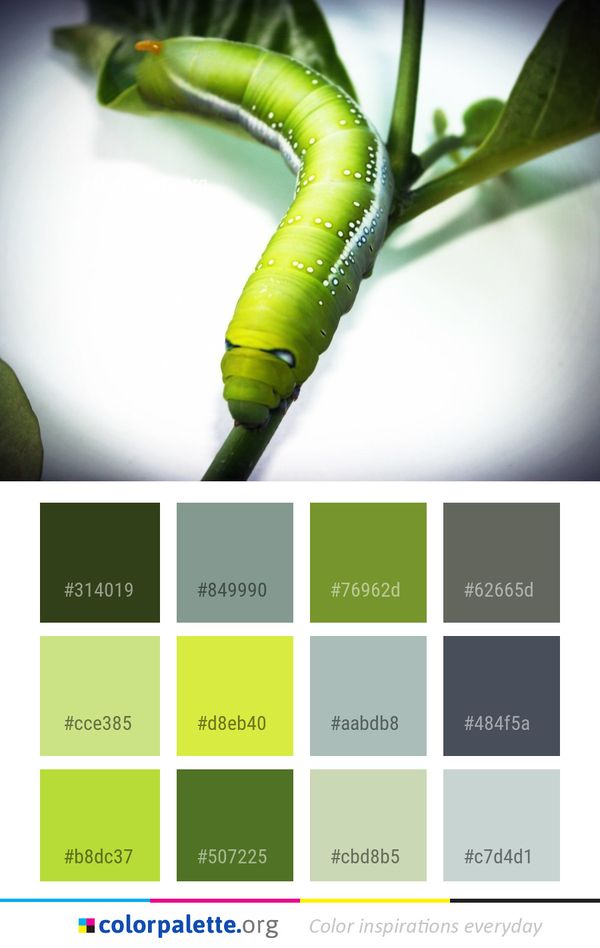 Caterpillar Larva Insect Color Palette
