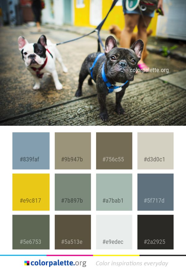 Dog Like Mammal Breed Color Palette