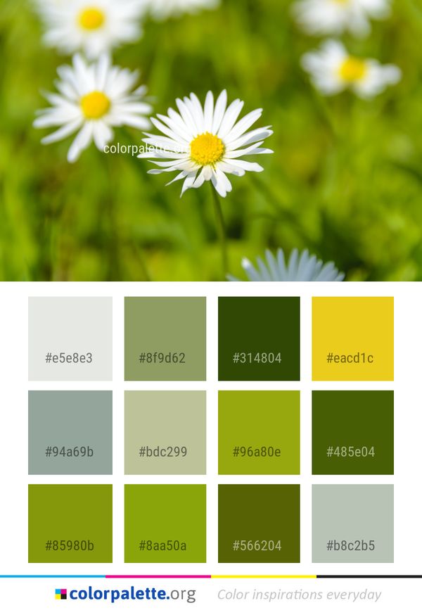 Flower Daisy Yellow Color Palette