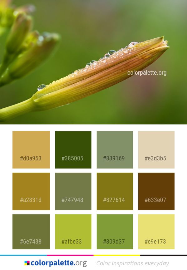 Macro Photography Close Up Flora Color Palette