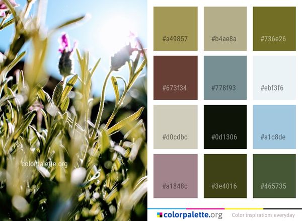 Plant Flower Flora Color Palette