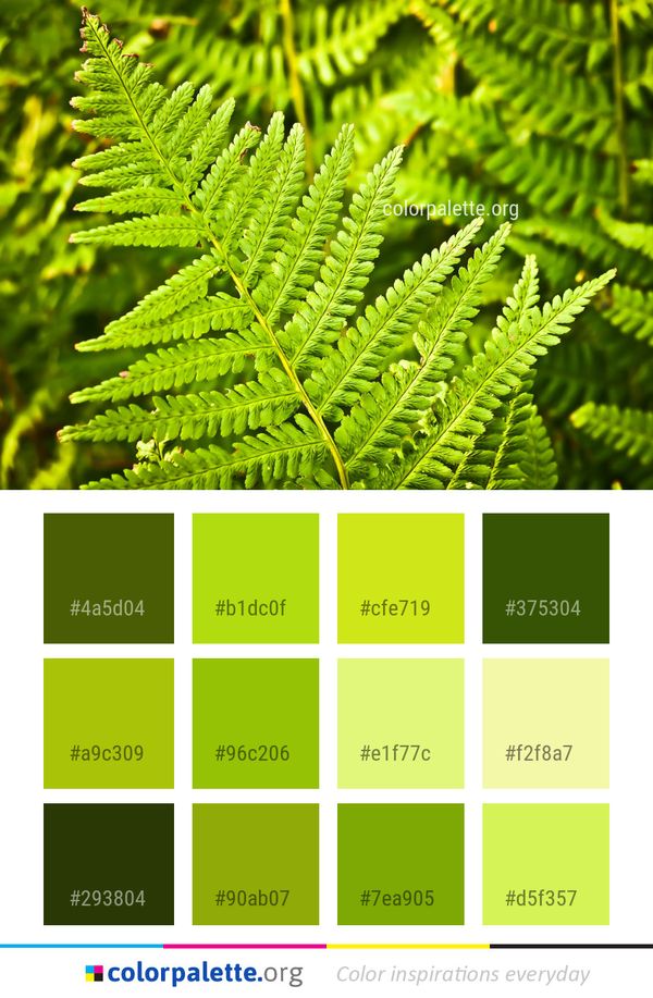 Vegetation Ferns And Horsetails Fern Color Palette