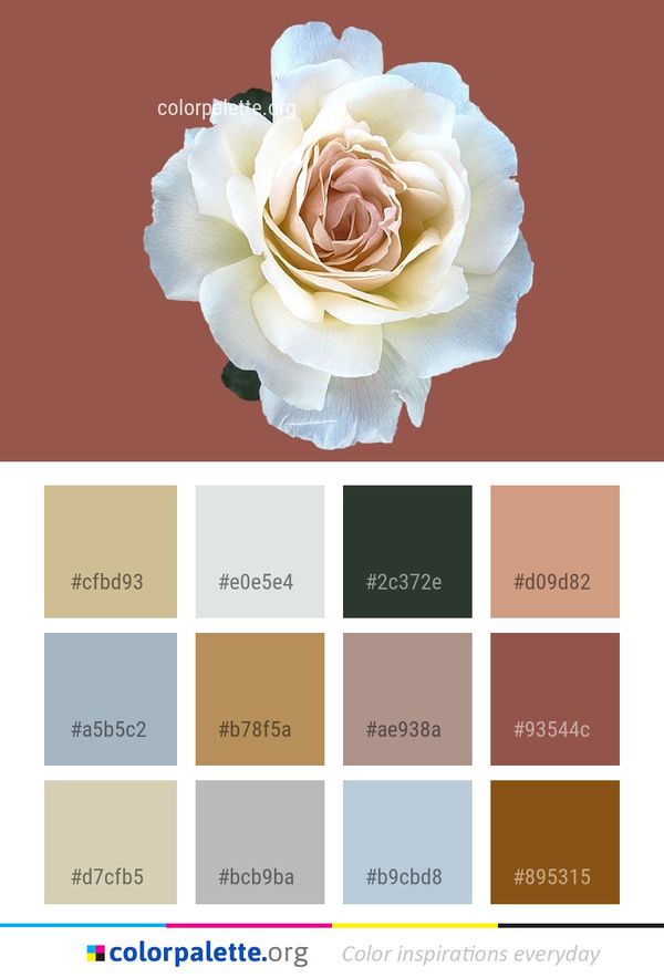 Flower Rose Family Color Palette