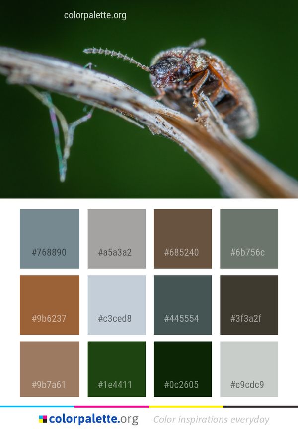 Insect Macro Photography Close Up Color Palette