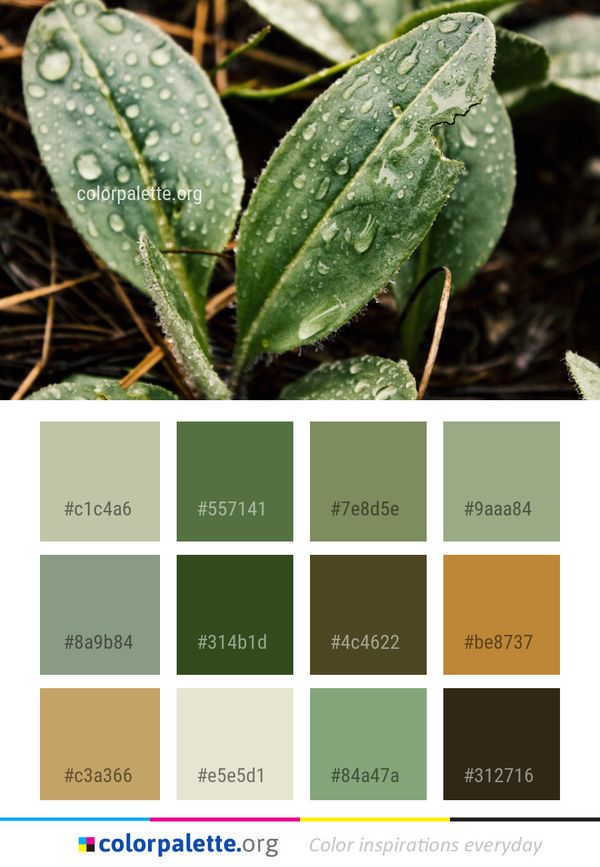 Leaf Plant Water Color Palette