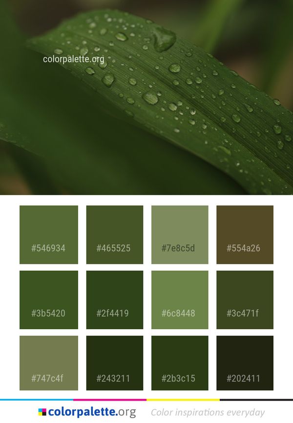 Water Dew Leaf Color Palette