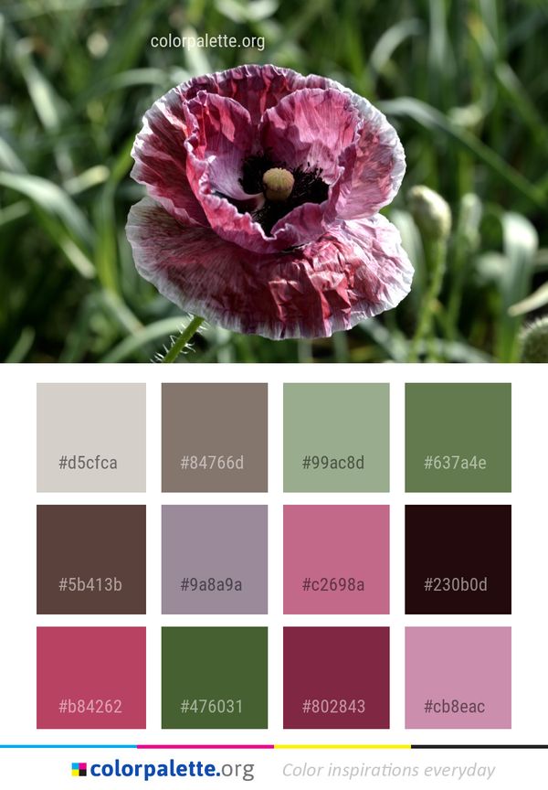 Flower Pink Flora Color Palette