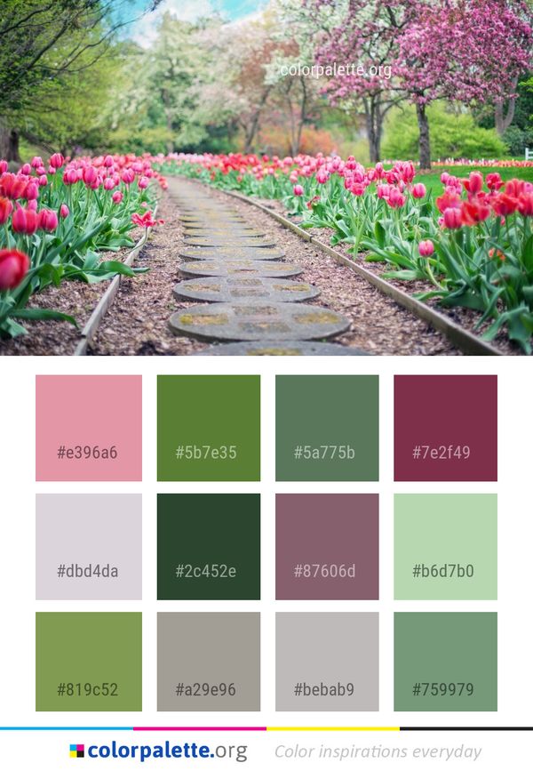 Flower Plant Flowering Color Palette