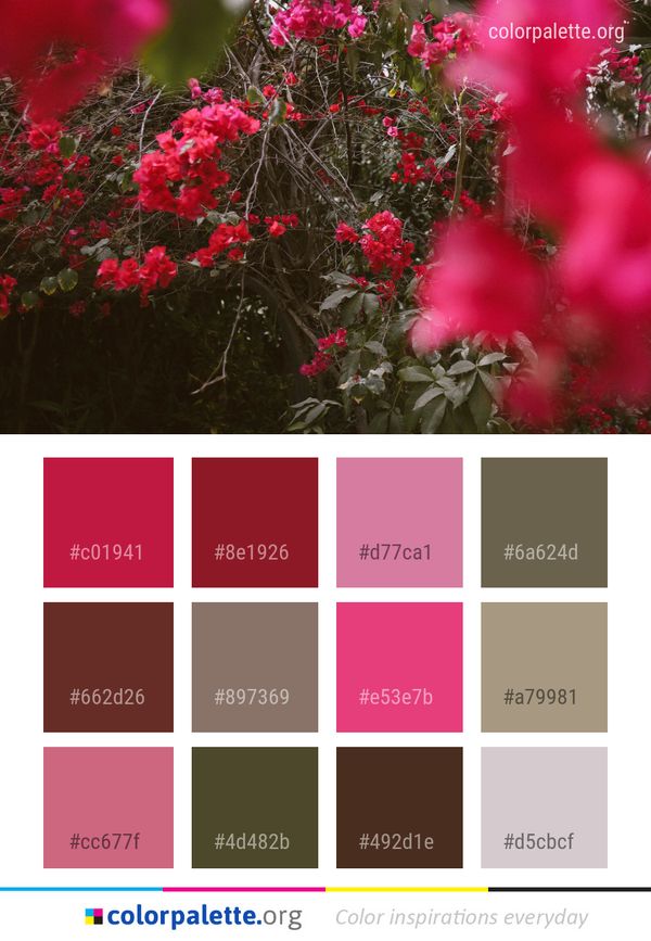 Flower Red Pink Color Palette