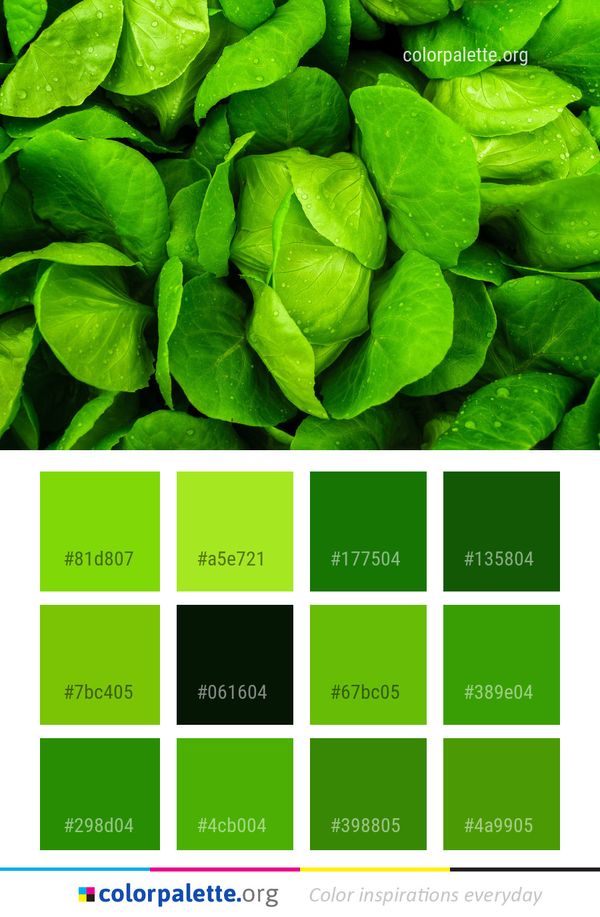 Green Leaf Vegetable Color Palette