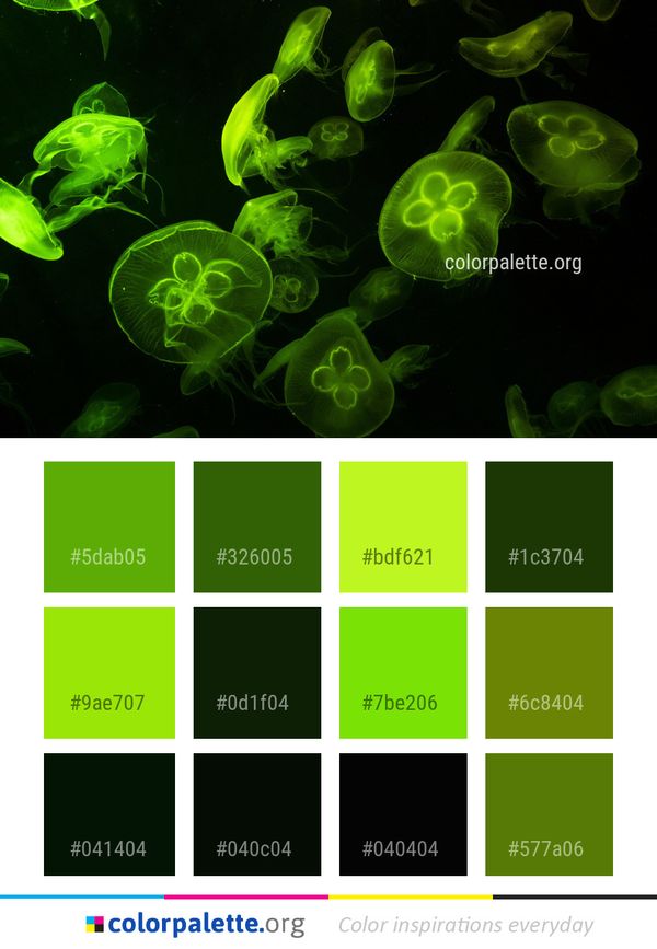 Jellyfish Cnidaria Green Color Palette
