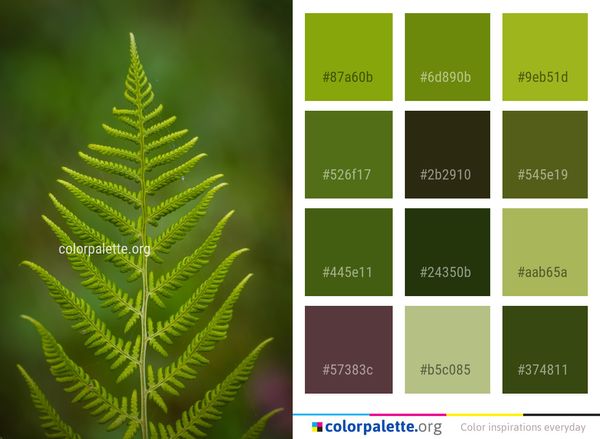 Vegetation Ferns And Horsetails Leaf Color Palette