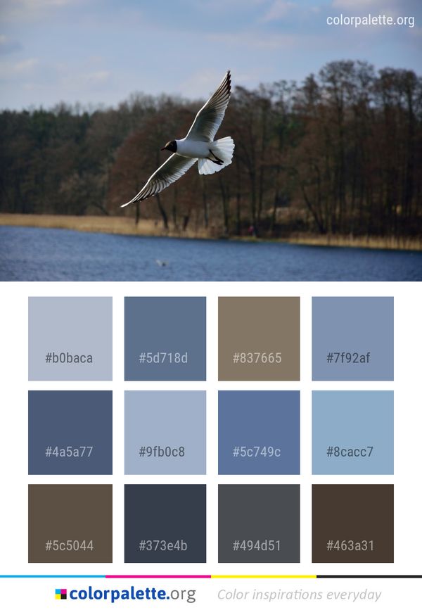 Bird Water Sky Color Palette
