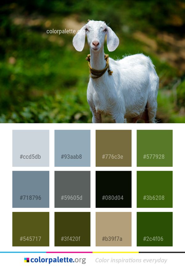 Goats Goat Fauna Color Palette