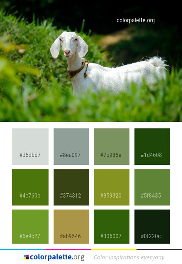 Goats Goat Fauna Color Palette